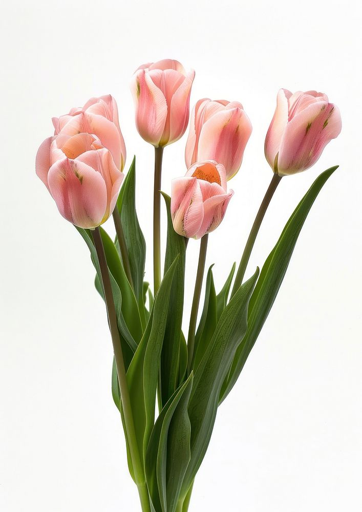 Elegant pink tulips in bloom