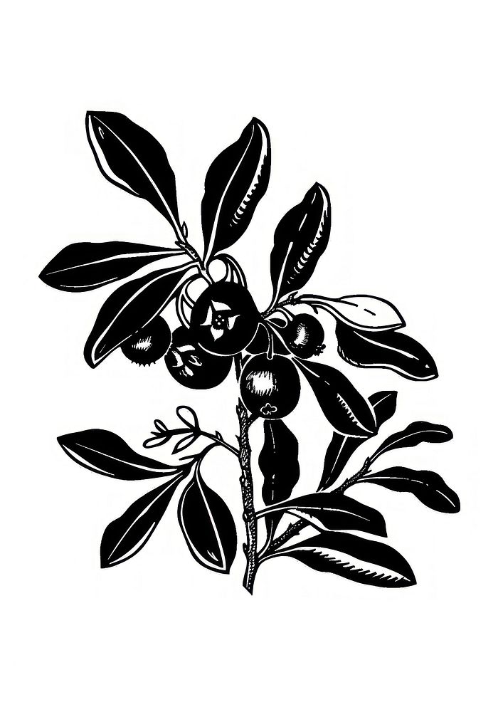 Botanical black ink berry illustration