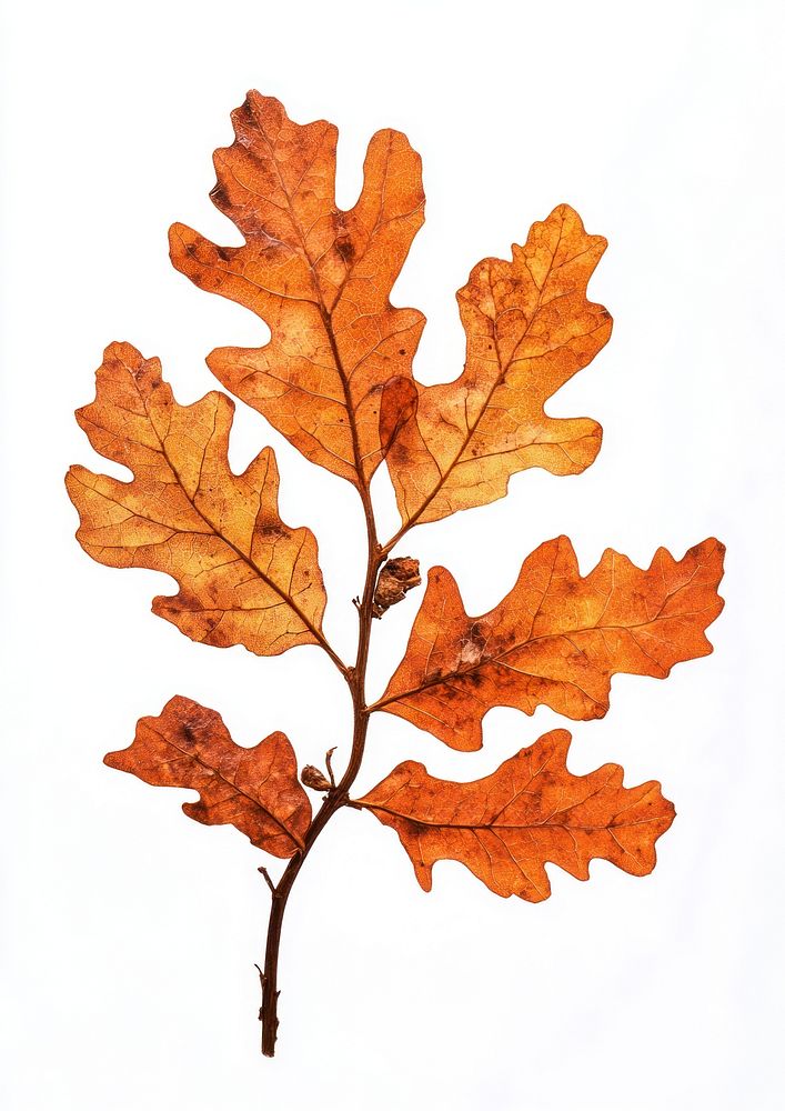 Real Pressed a oak leaves leaf background isolated.