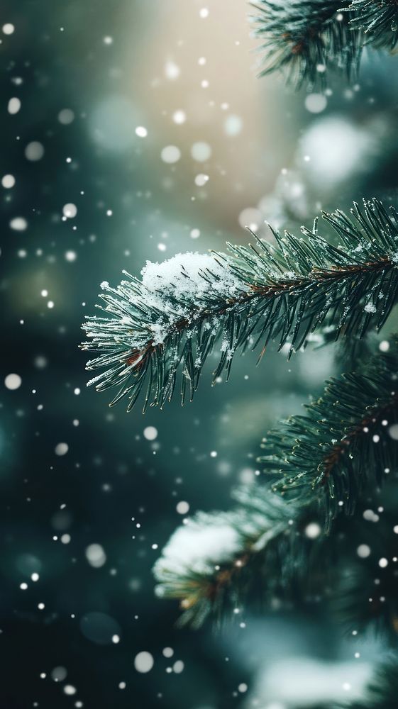 Pine tree in the snow background nature winter.