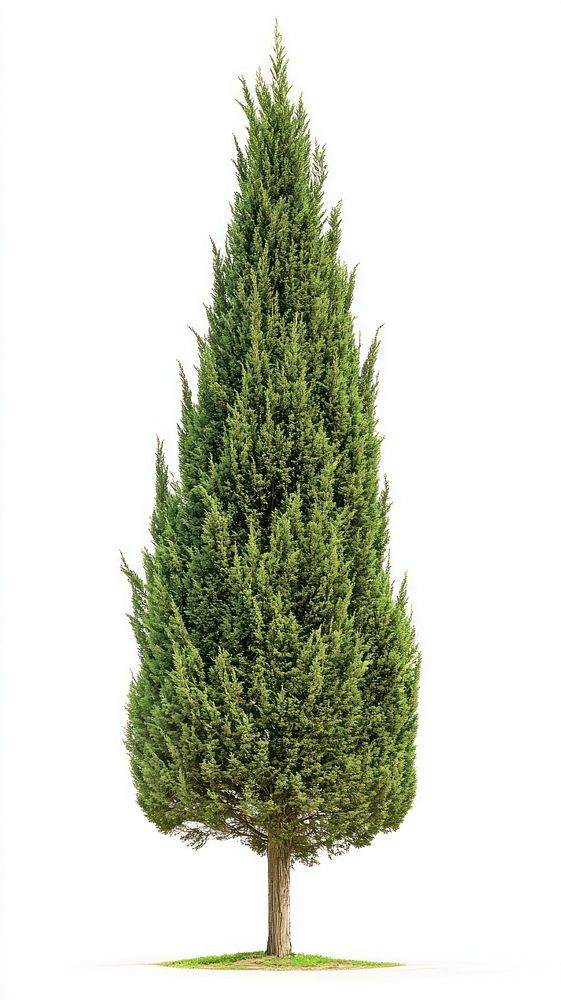 Real thin cypress tree background isolated conifer.