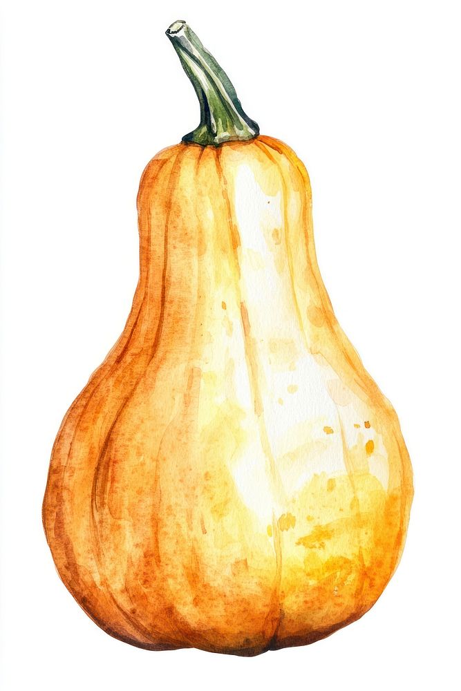 Orange long butternut pumpkin illustration watercolor vegetable.