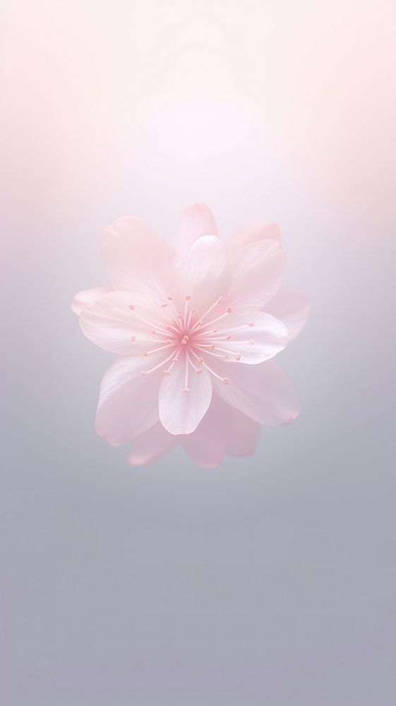 Cherry Blossom flat shape Y2k Aura Wallpaper blossom background wallpaper.