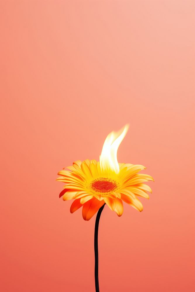 Photography of a Burning daisy burning flower petal.