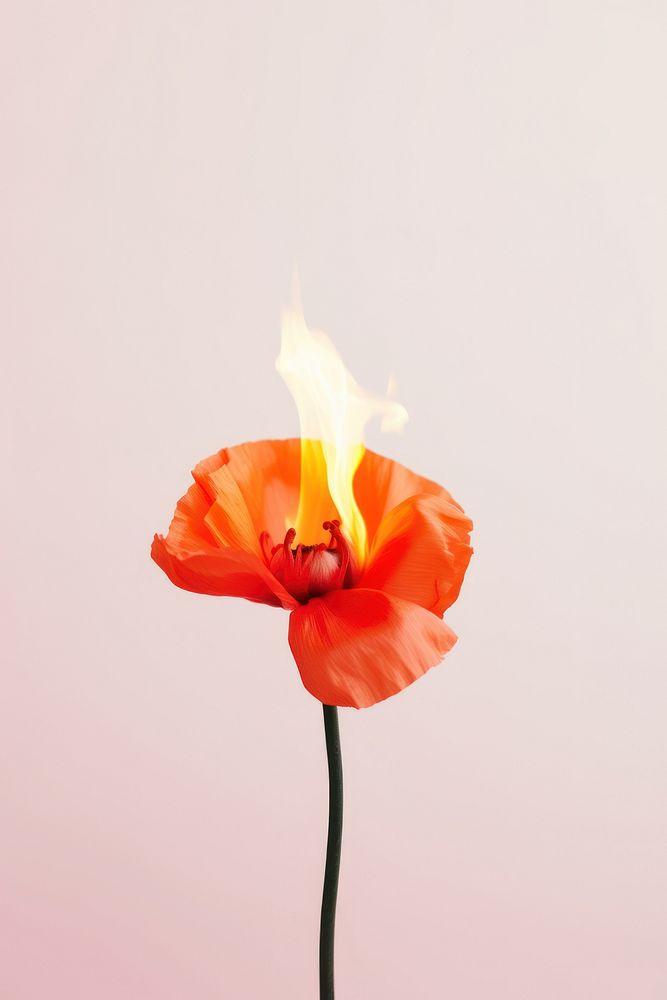 Photography of a Burning poppy flower fire outdoors burning.