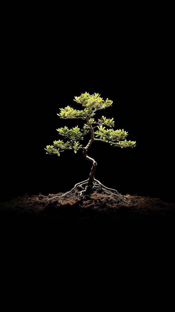  Nature bonsai nature plant. 