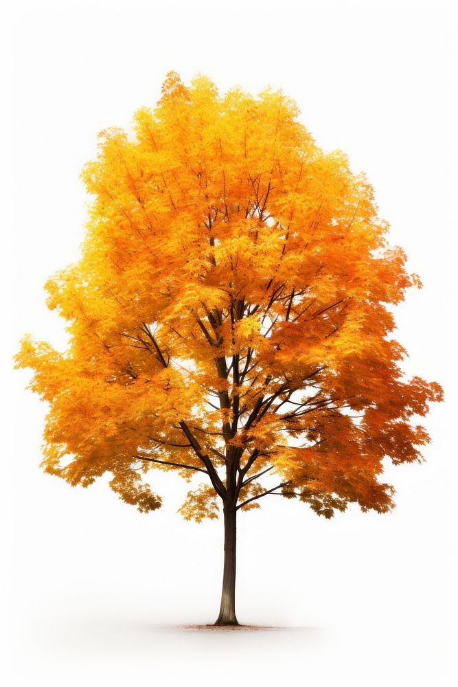 Autumn tree plant maple leaf. AI generated Image by rawpixel.