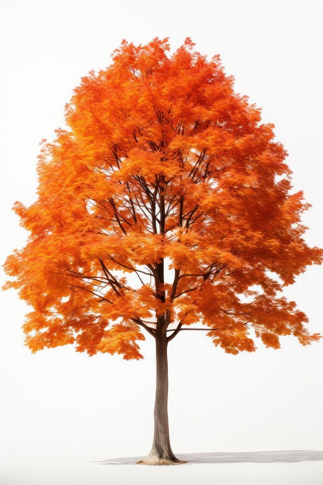 Autumn tree plant maple leaf. AI generated Image by rawpixel.