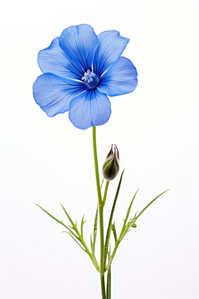 Blue flax flower petal plant. AI generated Image by rawpixel.