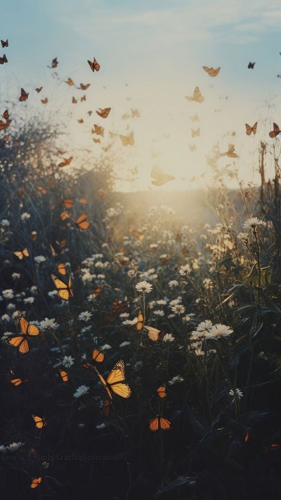  Field of butterfly photography landscape sunlight. AI generated Image by rawpixel.