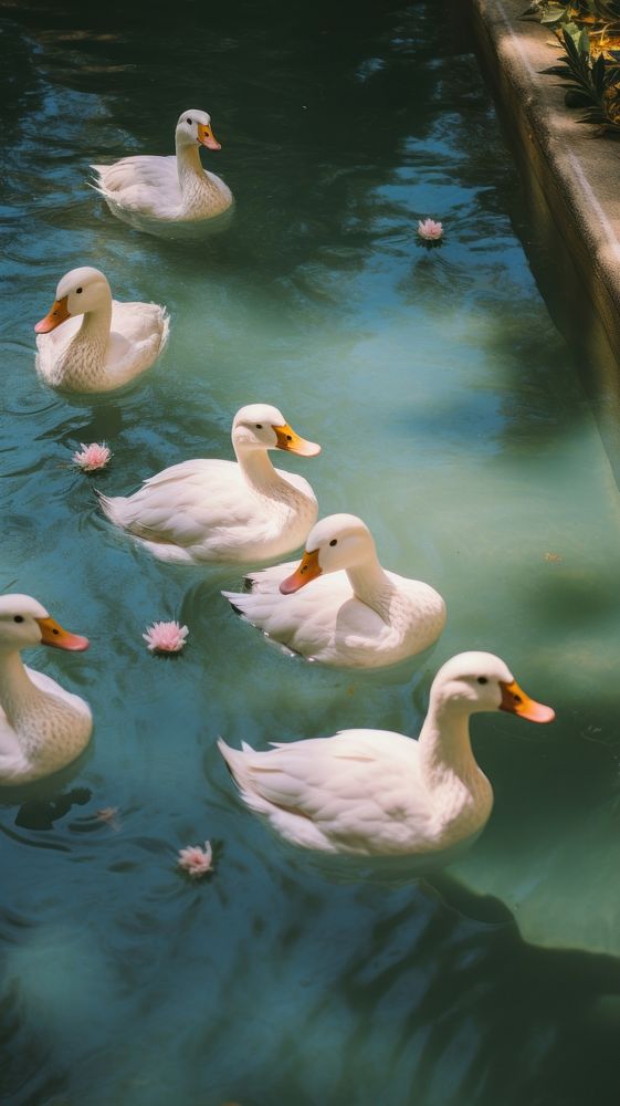  Pool with white ducks animal bird beak. AI generated Image by rawpixel.