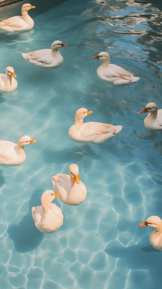  Pool with white ducks animal water bird. AI generated Image by rawpixel.