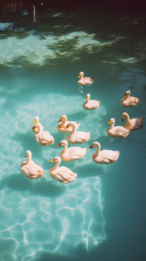  Pool with white ducks outdoors animal bird. AI generated Image by rawpixel.
