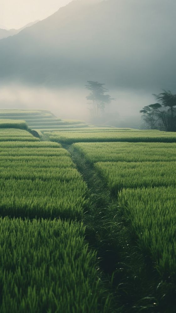  Rice field outdoors horizon nature. AI generated Image by rawpixel.