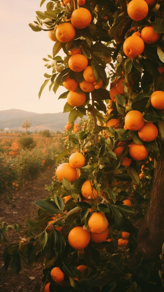  Orange fruit field grapefruit plant food. AI generated Image by rawpixel.