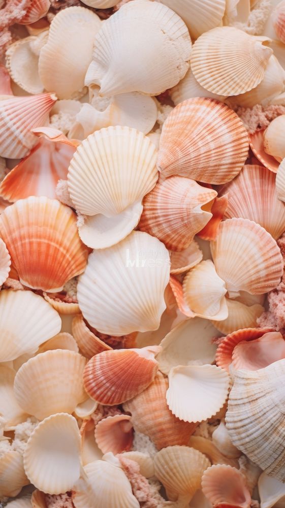  Seashells seafood clam invertebrate. AI generated Image by rawpixel.