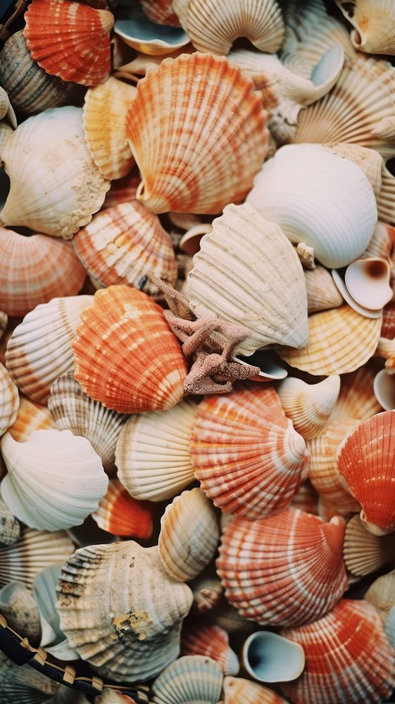  Seashells seafood clam invertebrate. AI generated Image by rawpixel.