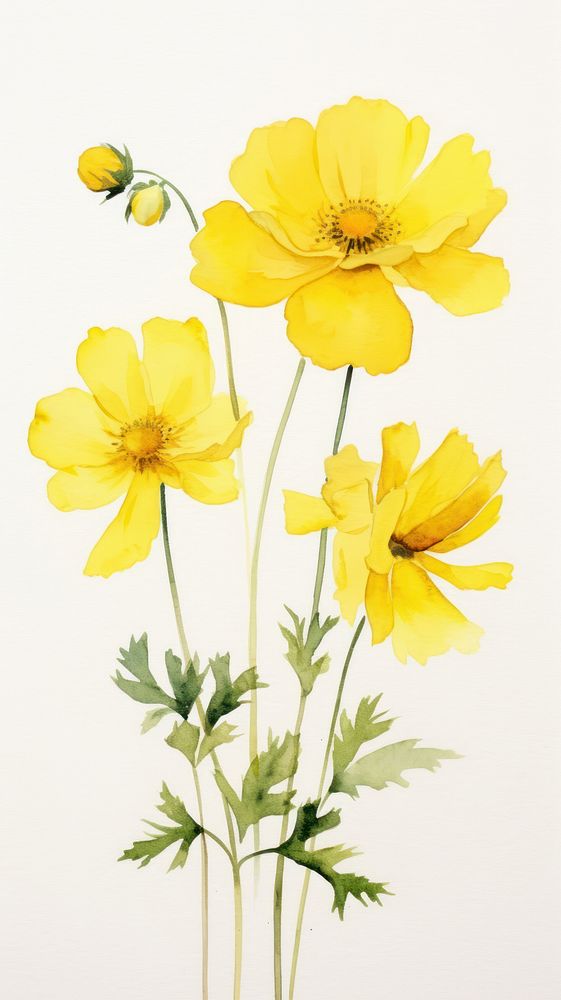 Watercolor of yellow flowers petal plant inflorescence.