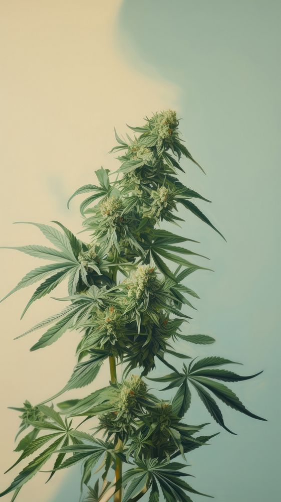 Cannabis buds plant leaf freshness.