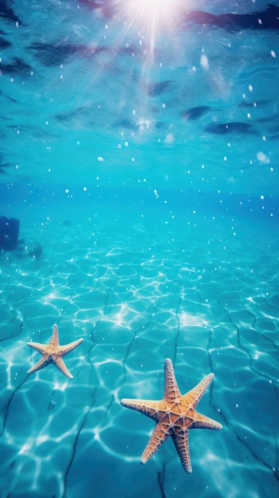 Desert bottom with starfishs in the Caribbean Sea underwater outdoors nature.