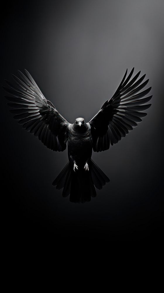 Photography of bird flying black animal monochrome.