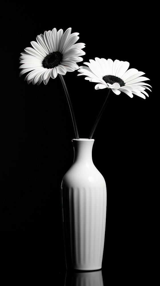 Photography of flower vase petal daisy plant.