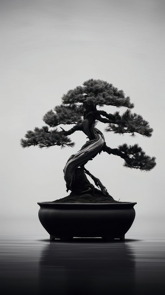 Photography of Japanese bonsai tree plant monochrome houseplant.
