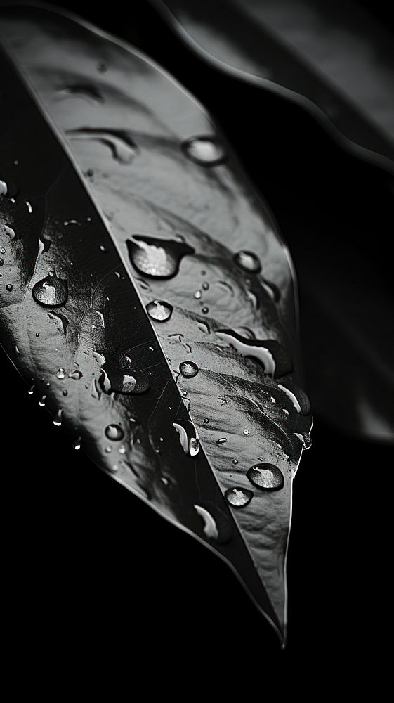 Black leaf monochrome raindrop.