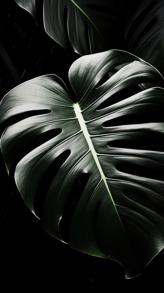 Photography of monstera leaf plant black monochrome.
