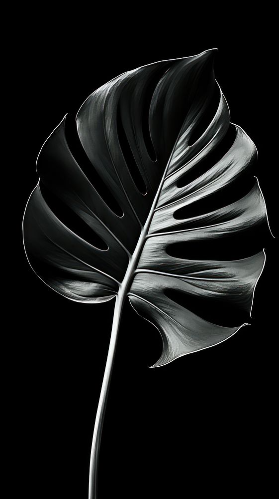 Photography of monstera leaf black plant monochrome.