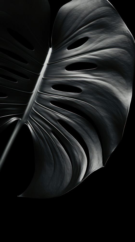Photography of monstera leaf black monochrome darkness.