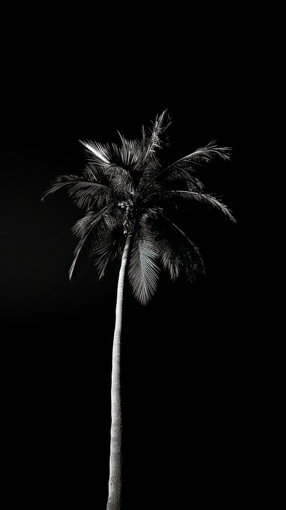 Photography of palm tree outdoors nature plant.