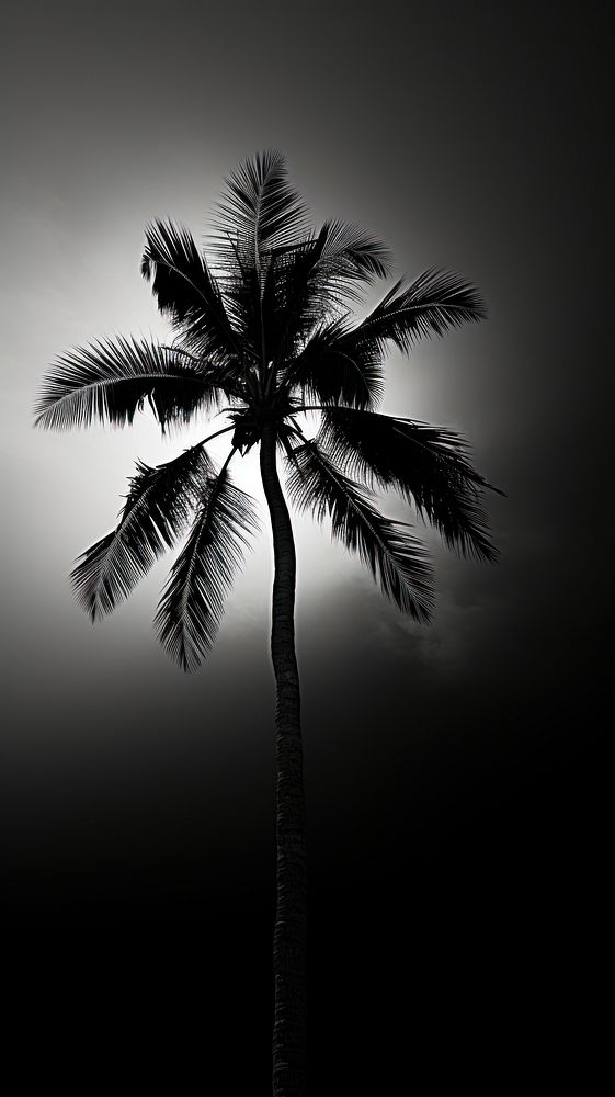 Photography of palm tree silhouette outdoors nature.