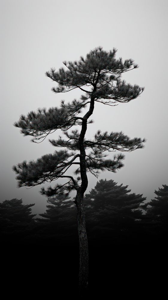 Photography of pine tree silhouette outdoors nature.