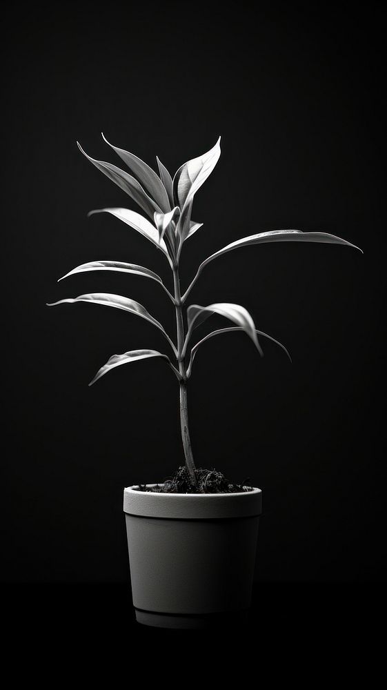 Photography of plant sprouting bonsai black white.