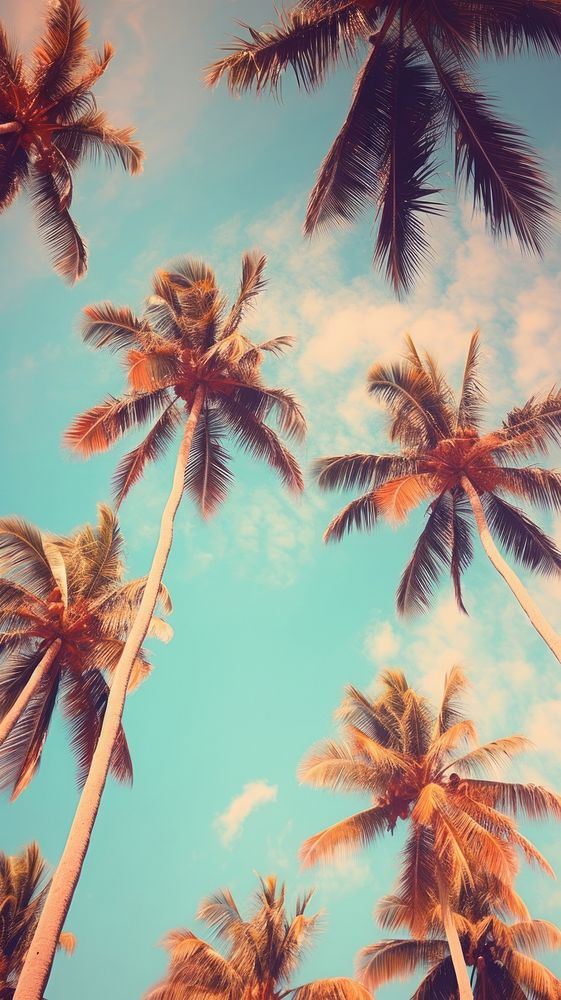Summer background Low angle view of tropical palm trees above clear blue sky backgrounds outdoors tropics.