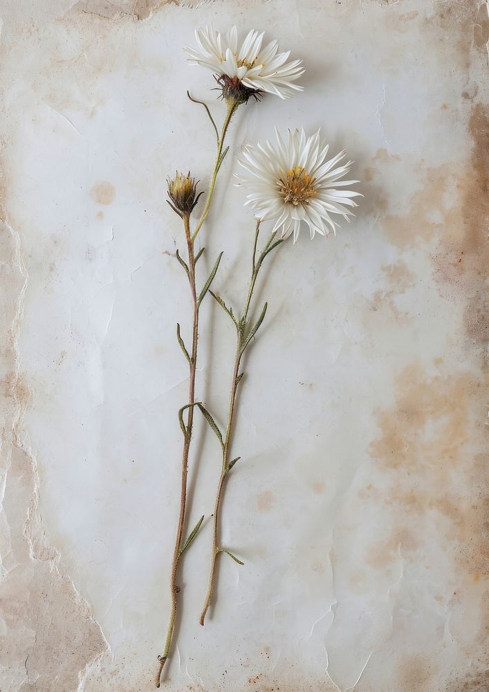 Real Pressed a Aster flower painting plant.