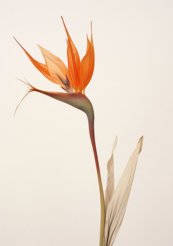 Bird of paradise flower plant petal.