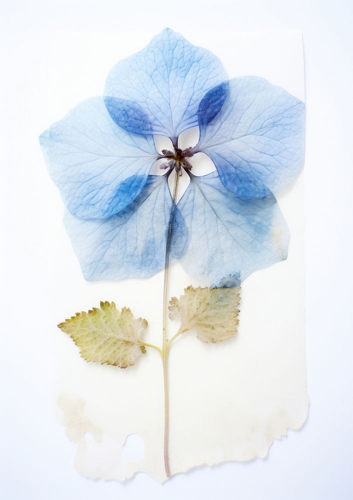 Real Pressed a blue hydrangea flower petal plant.