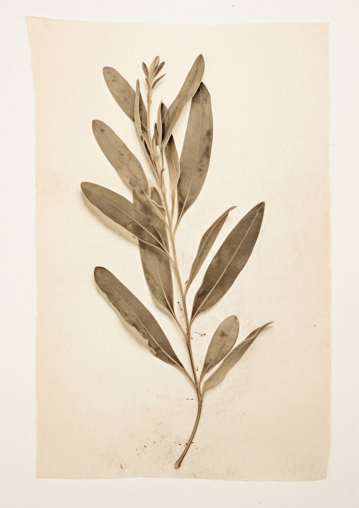 Olive leaf herbs plant art.
