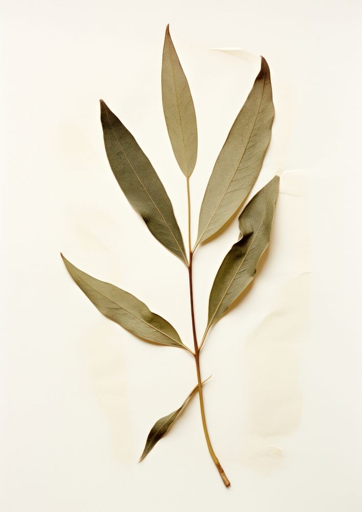 Olive leaf plant tree branch.