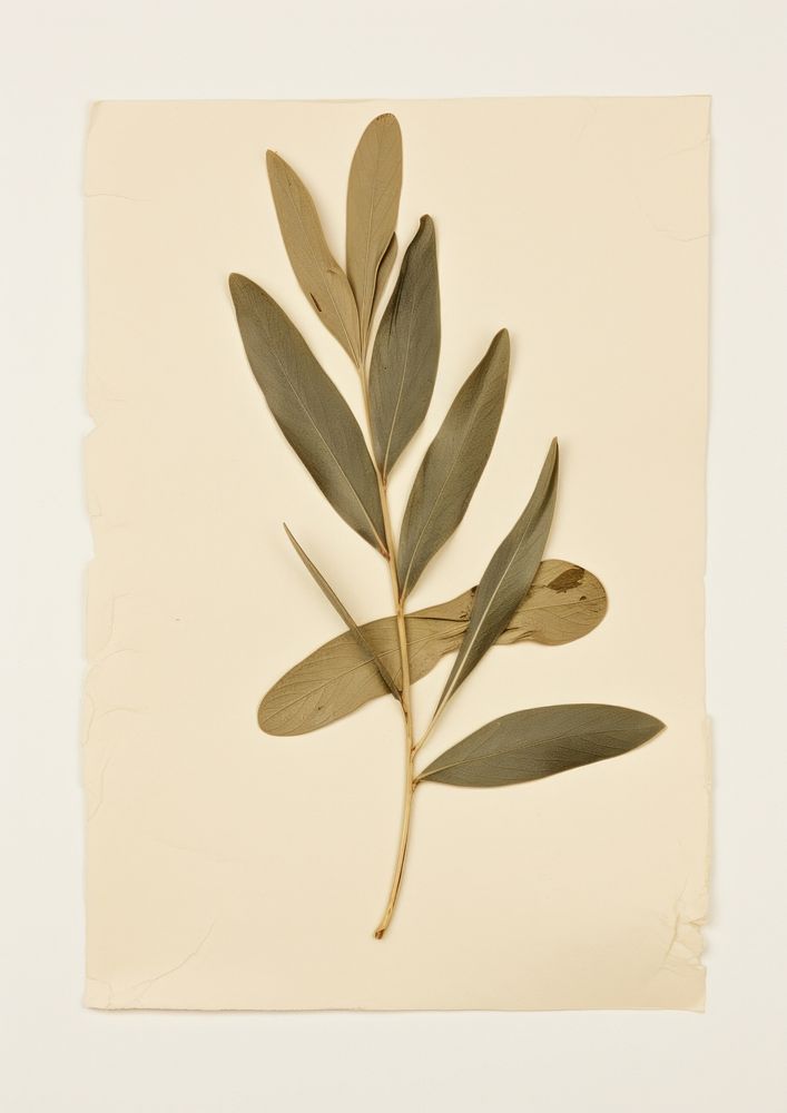 Olive leaf flower plant paper.