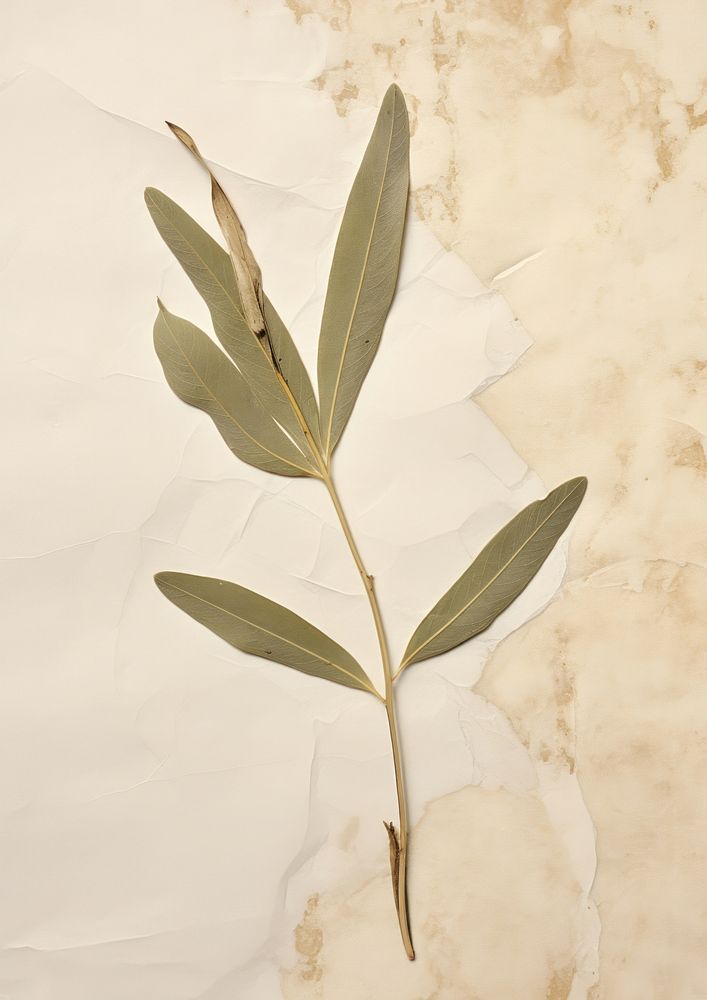 Olive leaf plant herb vegetation.