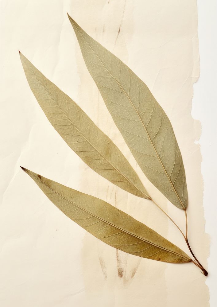 Olive leaf plant paper tree.