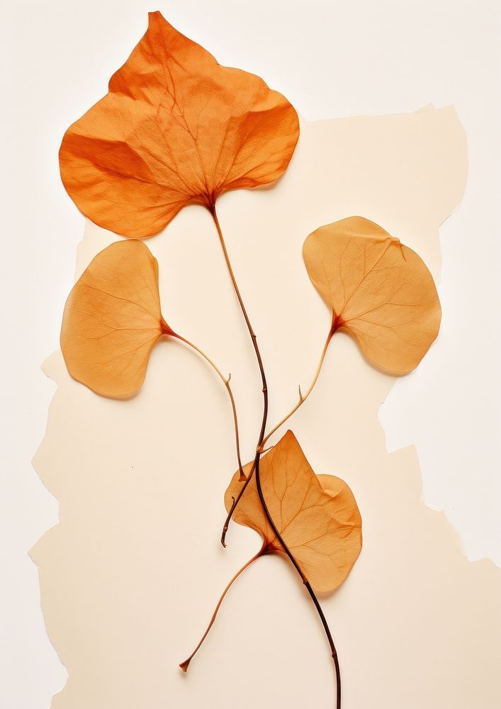 Orange bougainvillea flower plant leaf.