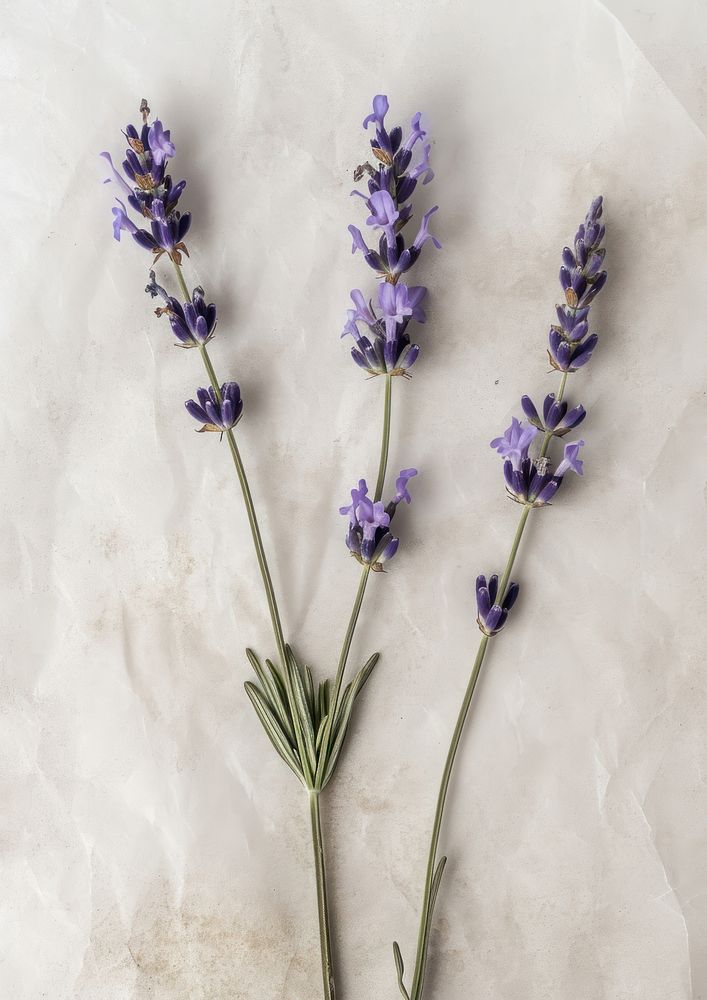 Real Pressed a Lavender lavender flower blossom.