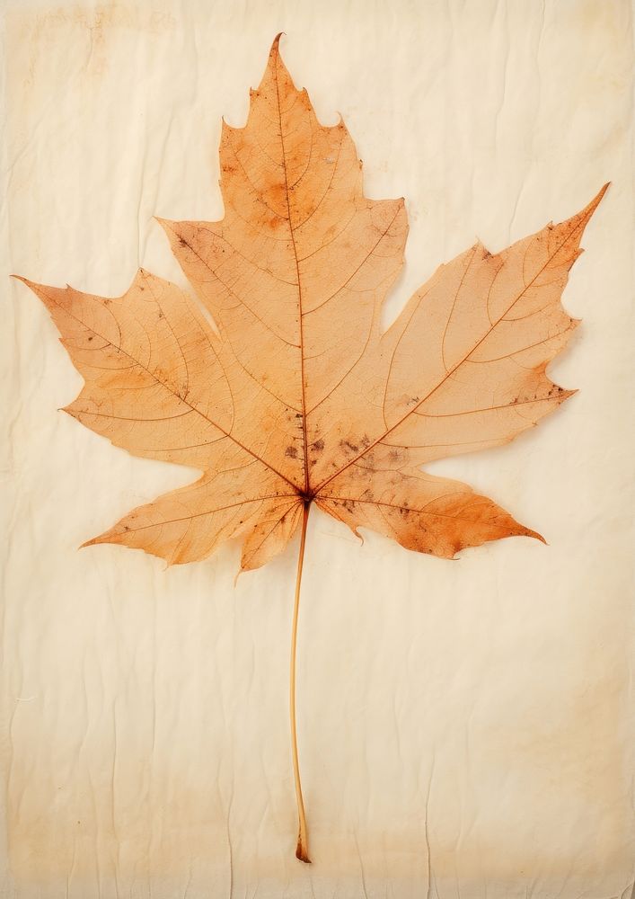 Maple leaf textured plant paper.