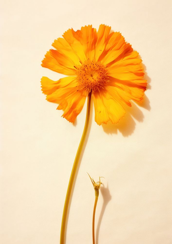 Real Pressed a marigold flower petal plant.
