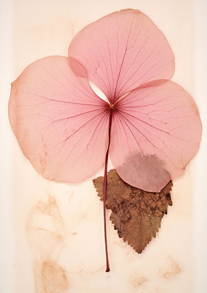 Real Pressed a pink hydrangea flower petal plant.