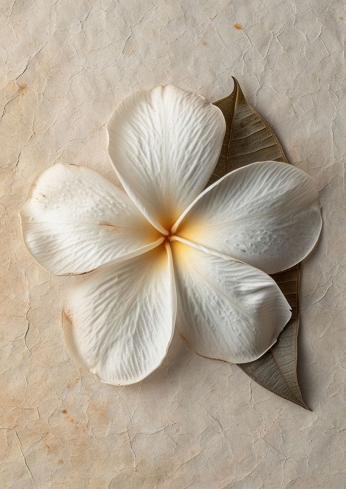 Real Pressed Plumeria flower petal Premium Photo rawpixel